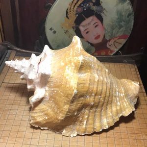 Queen Conch Shell 2lbs 12.6oz Rustic Beige Pink Extra Large Giant 9.5”Lx6.5”Wx5”